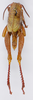 CollectionObject 1535690; 2379763f-65a6-4090-bb1b-bf481038acdf: male, dorsal view (syntype). (CollectionObject).