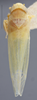 Habitus, dorsal view on Edwardsiana lethierryi (Edwards, 1881): Dorsal. (Observation).