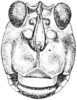 Fig. 144. female head, facial view. Depicts Paratettix rugosus (Scudder, 1862), an Otu.