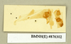 Blaberus discoidalis Serville, 1838: Copyright Natural History Museum, London. Lectotype (adult male) of Blabera subspurcata Walker, 1868 in BM(NH). Detached parts. (Otu).