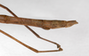 CollectionObject 1558082; 9c03b4ec-6772-4d67-b7b8-f80a434306d5: copyright ZMHB, Berlin. female: end of abdomen, lateral view (holotype). (CollectionObject).
