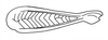 Brownacris karruensis Brown, 1972: Fig. 2. hind femur, external view. (Otu).