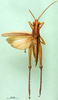 CollectionObject 1501113; 22893d49-df09-448f-ba53-0c5b5075123c: male, dorsal view (lectotype of Agriacris picticollis). (CollectionObject).