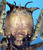 CollectionObject 1516735; f9f15ace-bd81-4352-953b-55f66451536b: male face (syntype). (CollectionObject).