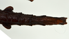 copyright CMNZ, Christchurch. female: end of abdomen, ventral view (holotype),. Depicts CollectionObject 1560393; 6996e378-7637-4bcc-a243-4d44f603cf9e, a CollectionObject.