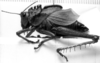 CollectionObject 1533736; 4d210126-9487-4911-bbfe-fb6750c63df5: Image Carbonell, C.S. female, lateral view. (CollectionObject).