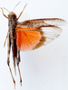 Morphacris fasciata (Thunberg, 1815): dorsal view. (Otu).
