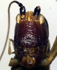 CollectionObject 1500339; 474ebcfc-33a3-410f-b1aa-2b6e9f439f63: female, frontal view (holotype). (CollectionObject).