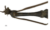 CollectionObject 1596259; c080a2c0-23b7-4f23-8529-3a7507e2a5fb: copyright NKUM Nankai. male: head & thorax, dorsal view (paratype). (CollectionObject).