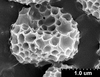 Brochosomes on Cuerna angusta Nielson, 1965: CR819 | Mexico, Nuevo Leon, 2mi N Montemorelos | 3/17/1975 | TAMU. (Observation).