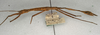 CollectionObject 1558680; NMW 596, 65792915-d466-4350-a647-db472f604ed0: copyright NMW, Vienna. female, lateral view (syntype). (CollectionObject).