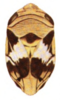 Habitus, dorsal view on Clastoptera arizonana Doering, 1929: (Observation).