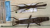 CollectionObject 1563061; 1908123c-9487-4edd-8dda-b5e63d0463ea: copyright NMW. male and female (paratypes). (CollectionObject).;CollectionObject 1563062; 0fa7cee4-8841-4426-923c-f994c99ed242: copyright NMW. male and female (paratypes). (CollectionObject).