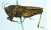 male (syntype), lateral view. Depicts CollectionObject 1593706; 82acef77-af53-4d05-a625-e85090a510e9, a CollectionObject.