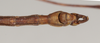 CollectionObject 1560717; NHMUK(SF IMPORT DUPLICATE) 844536, 1d7b5577-9d43-411b-8575-0340ee55efd2: copyright Natural History Museum, London. male: end of abdomen, ventral view (paralectotype) [= Paracalynda utilaensis (Zompro, 1998)]. (CollectionObject).