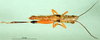 CollectionObject 1576267; 9d7e4807-c83f-4cba-9f2c-227b985e3d0d: male, dorsal view (allotype). (CollectionObject).