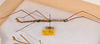 CollectionObject 1559368; 0817038e-c692-4b52-8455-a27d29852bbc: copyright ANSP. male, lateral view (syntype). (CollectionObject).