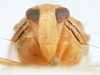 Head on Delphacodes marginicornis (Fowler, 1905): (Observation).