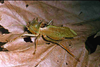 CollectionObject 1576936; CHY101, 20caf88a-374b-494e-8c57-35483a5c0d57: male. (CollectionObject).