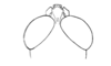 Phaulacris gracilicornis (Bruner, 1911): Fig. 165. male, head, dorsal view. (Otu).
