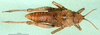 CollectionObject 1501893; f060c4e7-1c18-4ac9-ac5c-9c3627815b68: female, dorsal view (paratype). (CollectionObject).