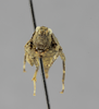 CollectionObject 1523457; d602ccb9-c57e-4340-96bf-37113c9de14a: female, frontal view (holotype). (CollectionObject).