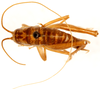 CollectionObject 1499252; c86d1fe8-3a5e-49f1-9e23-45142ea53f39: male, dorsal view (holotype). (CollectionObject).