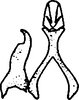 Stylus on Aplanus pauperculus (Ball, 1903): Stylus. (Observation).
