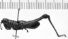 CollectionObject 1530615; 22b3ee4b-871d-4845-a7dc-1a7f4c1b1159: Image Carbonell, C.S. male, lateral view (syntype). (CollectionObject).
