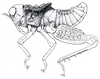 Crypsicerus cubicus Saussure, 1888: Fig. 1. male habitus (body length 16.6 mm, pronotum 5.6 mm, hind femur 9.1 mm). (Otu).