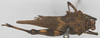 CollectionObject 1516349; f9ff5a82-b20c-4205-a799-7b551d835659: female, dorsal view (holotype). (CollectionObject).