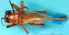 CollectionObject 1500129; d1d5b954-18e2-488a-9598-f042ad5af5ee: male, dorsal view (syntype). (CollectionObject).