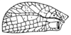 Lacipoda immunda Brunner von Wattenwyl, 1895: Fig. 93. male left tegmen (length 27-28 mm). (Otu).