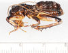 CollectionObject 1591127; 1fc435f4-9af9-4e51-abf1-0f027c22791b: male dorsal view (holotype). (CollectionObject).