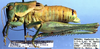 Idiostatus inermoides Rentz, 1973: male, lateral view (paratype). (Otu).