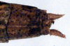 Kawanaphila pillara Rentz, 1993: male cerci (paratype). (Otu).