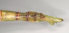 CollectionObject 1558766; d483d5be-8b50-4817-9426-df97e6c2b7c3, NHMUK(SF IMPORT DUPLICATE) 845027: copyright Natural History Museum, London. female: end of abdomen, dorsal view of synonym Eurycnema viridissima (lectotype). (CollectionObject).