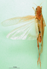 CollectionObject 1570319; 3d2fed87-34b9-4742-8309-0b7253b5c648: male, dorsal view (syntype of Gastrimargus testaceus). (CollectionObject).