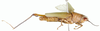 Spinacris viridis Willemse, 1933: female, lateral view. (Otu).