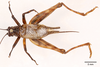 CollectionObject 1523763; fc9bd22e-deea-4046-8659-3b75f0d95a18: male, dorsal view (holotype). (CollectionObject).