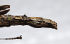 CollectionObject 1580891; e487b9de-ef2a-4061-b413-a66a6fa8eb11: copyright FRCS Sabah. female: end of abdomen, lateral view (holotype). (CollectionObject).