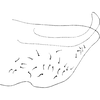 Pygofer, lateral view on Seriana frater Dworakowska, 1971: Pygofer, lateral view. (Observation).