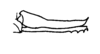 Ceuthophilus (Ceuthophilus) divergens Scudder, 1862: Fig. 153. ovipositor (distal tooth reduced, female from Martinsville, IL). (Otu).