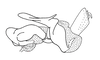 Ommatolampis perspicillata (Johannson, 1763): Fig. 158. phallic complex without epiphallus. (Otu).