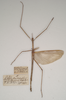 CollectionObject 1560799; abc4d9f0-9b1b-495c-a1ef-2461404c66fb: copyright SAM, Adelaide. male of synonym Lopaphus macrotegmus (syntype). (CollectionObject).;CollectionObject 1560800; 2283537a-33f0-46db-b72f-041dedefe3ea: copyright SAM, Adelaide. male of synonym Lopaphus macrotegmus (syntype). (CollectionObject).