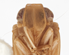 Head: (Observation).