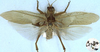 CollectionObject 1520535; a507fad0-679a-41f7-8593-51924aa56080: male, dorsal view (syntype of Tedla sellata). (CollectionObject).