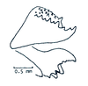 Cornops frenatum frenatum (Marschall, 1836): ovipositor valves, lateral view. (Otu).