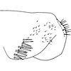 Pygofer, lateral view on Edwardsiana plebeja (Edwards, 1914): Pygofer, lateral view. (Observation).