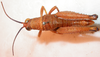 CollectionObject 1543595; e207d5d2-d403-4f91-ab93-6423f6d600cf: male, dorsal view (holotype). (CollectionObject).